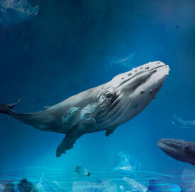 Peak Breeding Season In Socorro