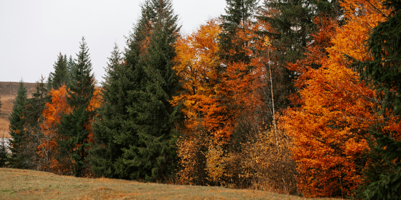 Autumn_ A Tapestry of Gold and Crimson (August - November)