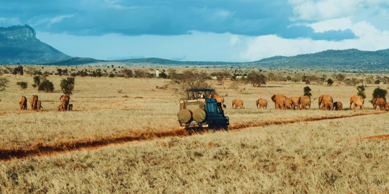 Best Countries For Safaris In Africa