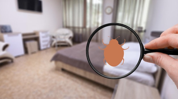 Immediate Steps To Take If You Find Bed Bugs