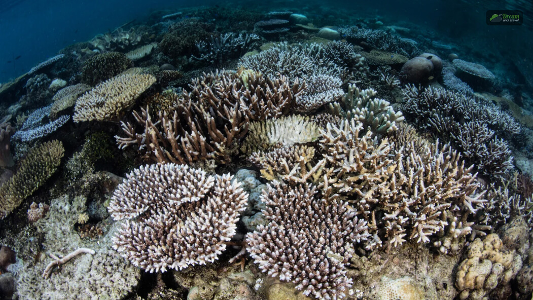 How Are Coral Islands Formed_