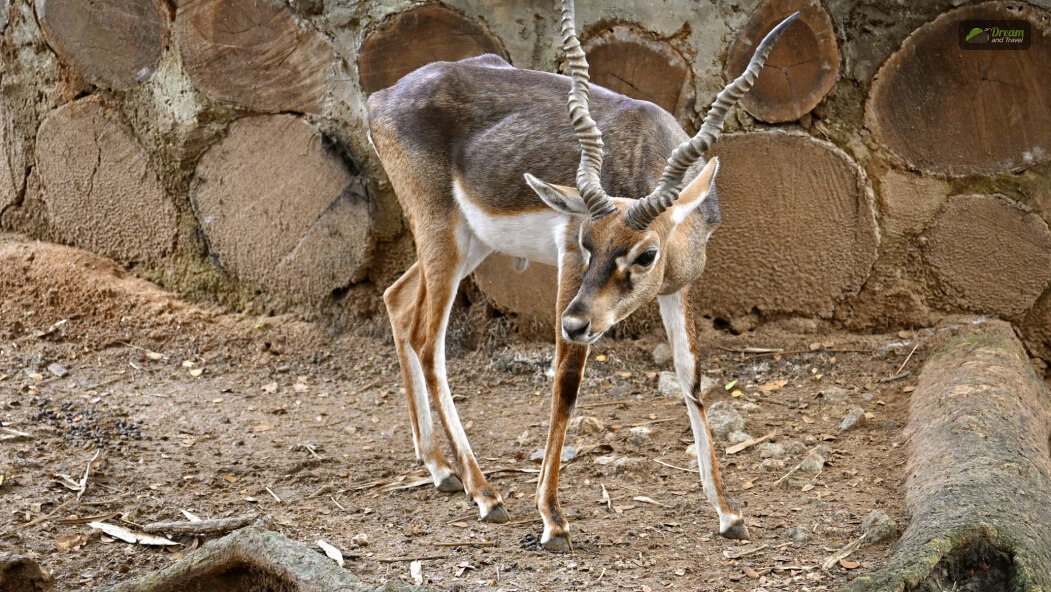 How To Reach Mysore Zoo