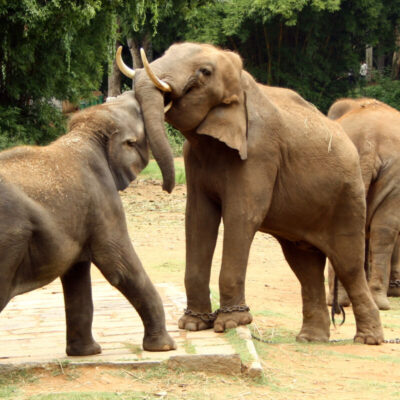 Mysore Zoo