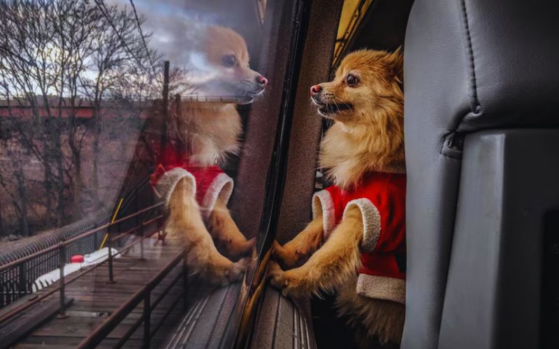 Safety For Different Dog Sizes