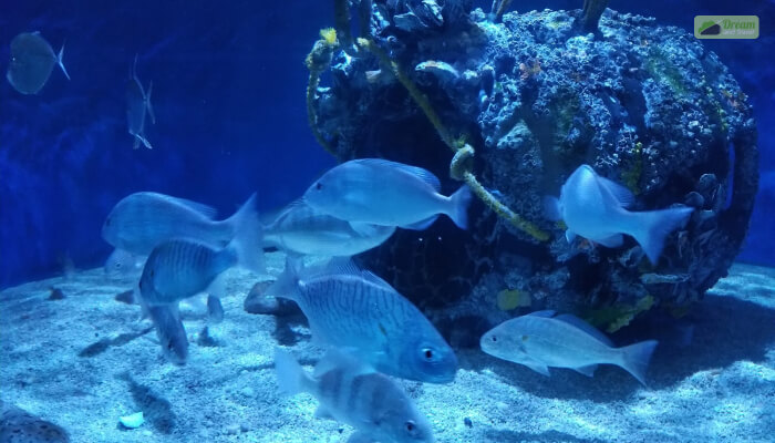 The Aquariums And Touch Tank At Seaside Nature Center
