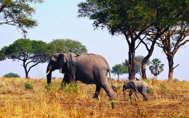 Top Attractions In The Best Uganda Safari Tours