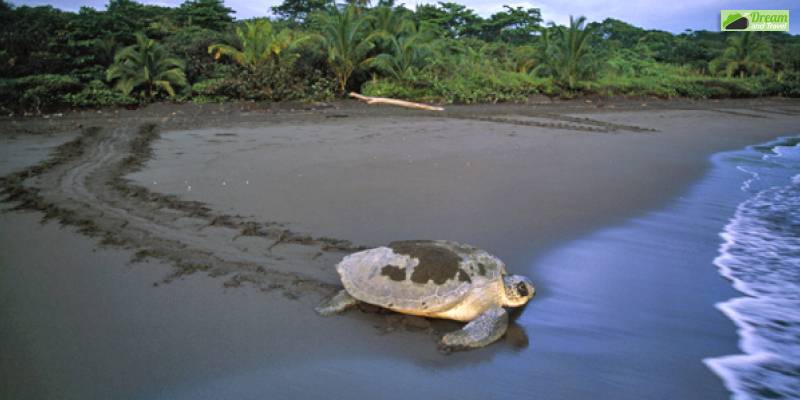 Tortuguero