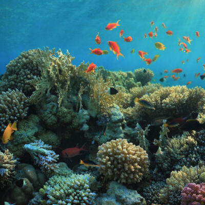 Why Is Lakshadweep Known As A Coral Island